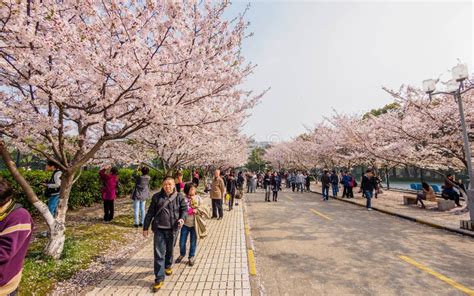 如何去通濟花海：在寻找通濟花海的路上，我们是否也应该思考如何在繁忙的生活中找到一片属于自己的‘花海’？